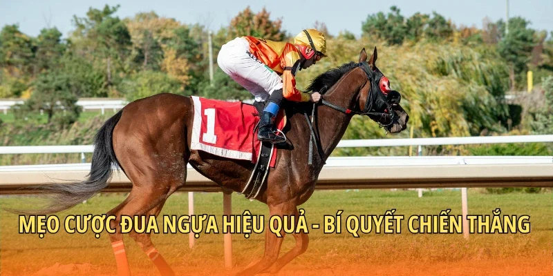 Mẹo Cược Đua Ngựa Hiệu Quả – Bí Quyết Chiến Thắng